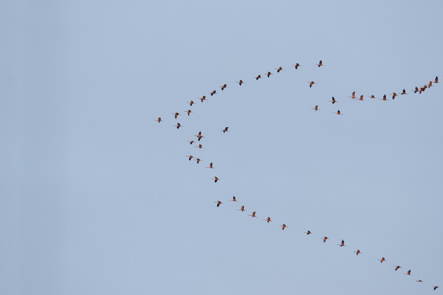 Gënuق Pاåtz fتr allë Şchâfé